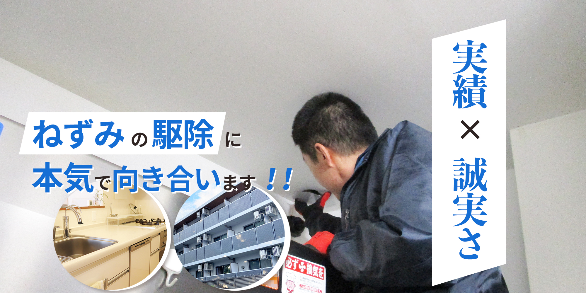 ねずみ/ネズミ駆除業者セイコークリーンサービス│東京、埼玉、千葉西部に対応