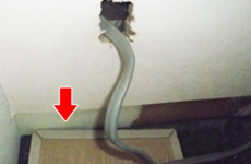 東京のねずみ駆除、ねずみ捕獲（埼玉・千葉西部）